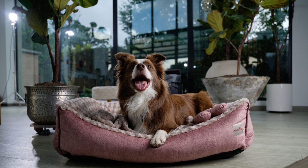 PERRO SONRRIENDO SOBRE SU CAMA ACOLCHADA PARIS GUAMBA COLOR PALO DE ROSA